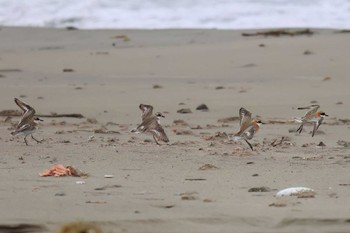 Siberian Sand Plover 御前崎海岸 Fri, 4/5/2024