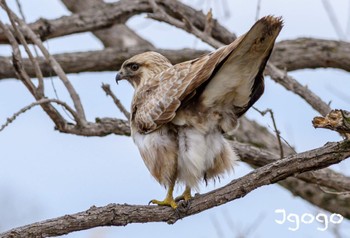 Eastern Buzzard 渡瀬遊水池 Sat, 3/23/2024