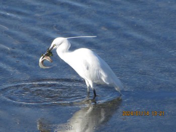 Little Egret Unknown Spots Sun, 1/14/2024