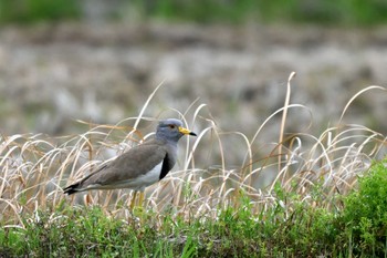 Grey-headed Lapwing 東海市 Mon, 4/8/2024