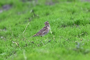 Eurasian Skylark 東海市 Mon, 4/8/2024