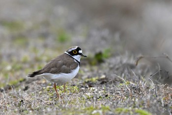 Little Ringed Plover 東海市 Mon, 4/8/2024