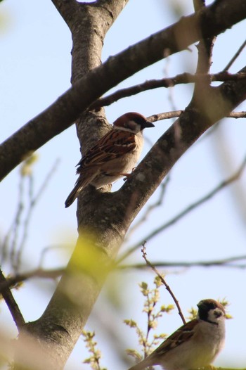 Eurasian Tree Sparrow 元荒川河川敷 Sun, 4/7/2024