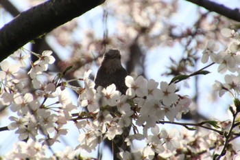 Brown-eared Bulbul 元荒川河川敷 Sun, 4/7/2024