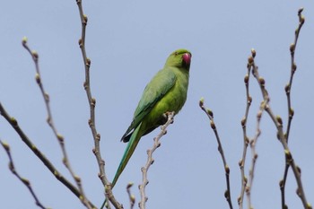 Rose-ringed Parakeet 東京都 Sun, 4/7/2024