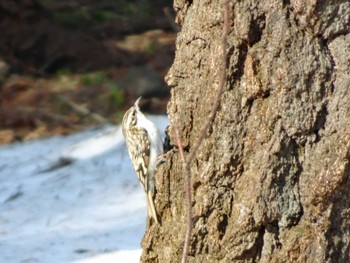 Eurasian Treecreeper 札幌 Mon, 4/8/2024