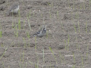 Water Pipit 恩田川(高瀬橋付近) Sat, 12/22/2018