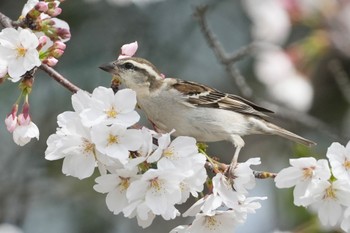 Russet Sparrow 埼玉県 Sun, 4/7/2024