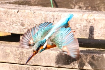 Common Kingfisher ギャザリアビオガーデン　フジクラ木場千年の森 Sat, 4/6/2024