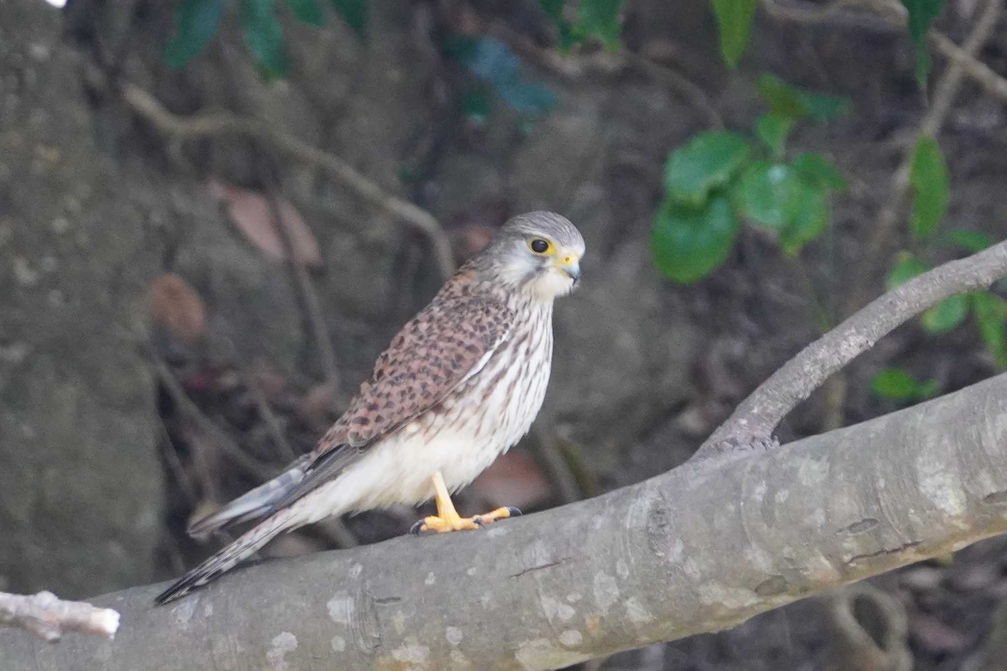 Common Kestrel