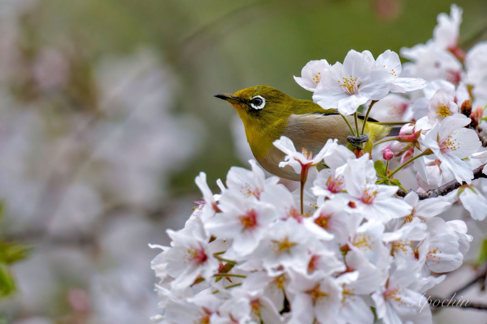 Photo of Warbling White-eye at 真鶴岬 by アポちん