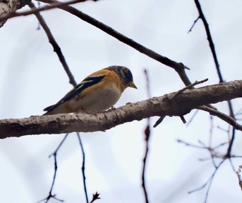 アトリ 南アルプス生態邑 野鳥公園付近 2024年3月20日(水)