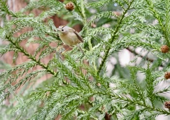 キクイタダキ 南アルプス生態邑 野鳥公園付近 2024年3月20日(水)