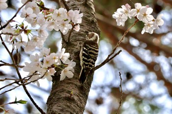 Japanese Pygmy Woodpecker Akigase Park Sun, 4/7/2024