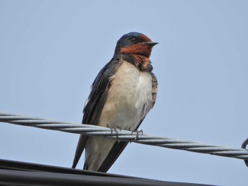 Barn Swallow 自宅前 Sun, 4/7/2024