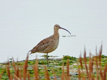 ホウロクシギ 大阪南港野鳥園 2024年4月8日(月)