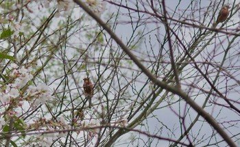 Siberian Long-tailed Rosefinch Akigase Park Sat, 4/6/2024