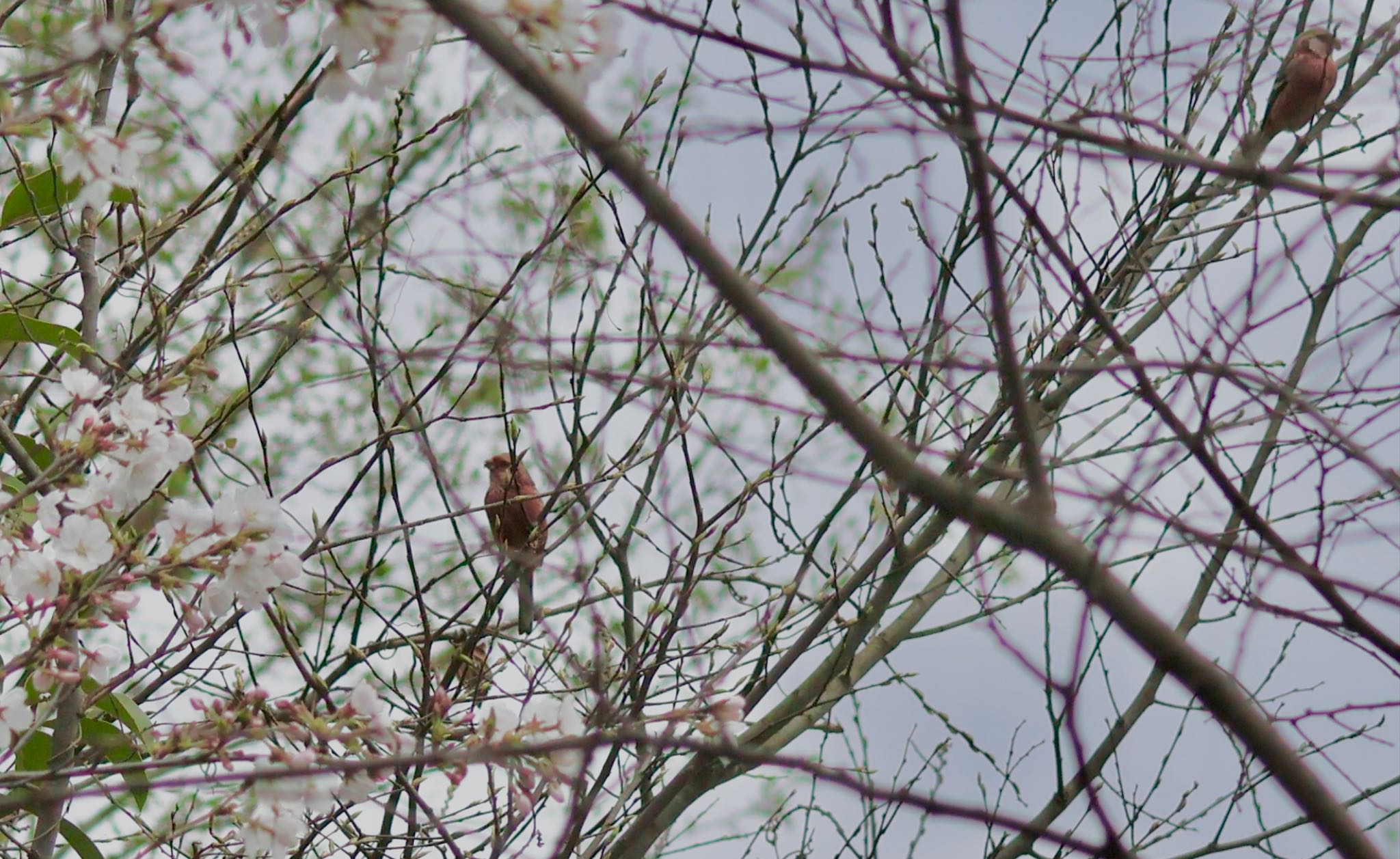 Siberian Long-tailed Rosefinch