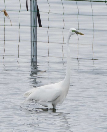 ダイサギ ふなばし三番瀬海浜公園 2024年4月8日(月)