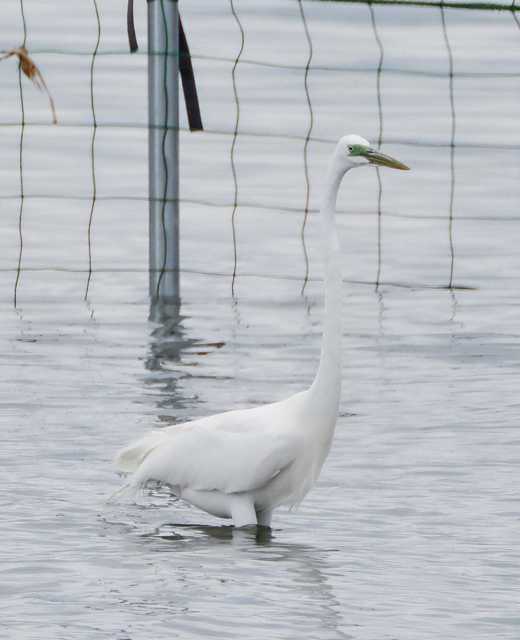 ふなばし三番瀬海浜公園 ダイサギの写真 by 鳥見に夢中❤️