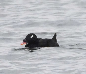 ビロードキンクロ ふなばし三番瀬海浜公園 2024年4月8日(月)