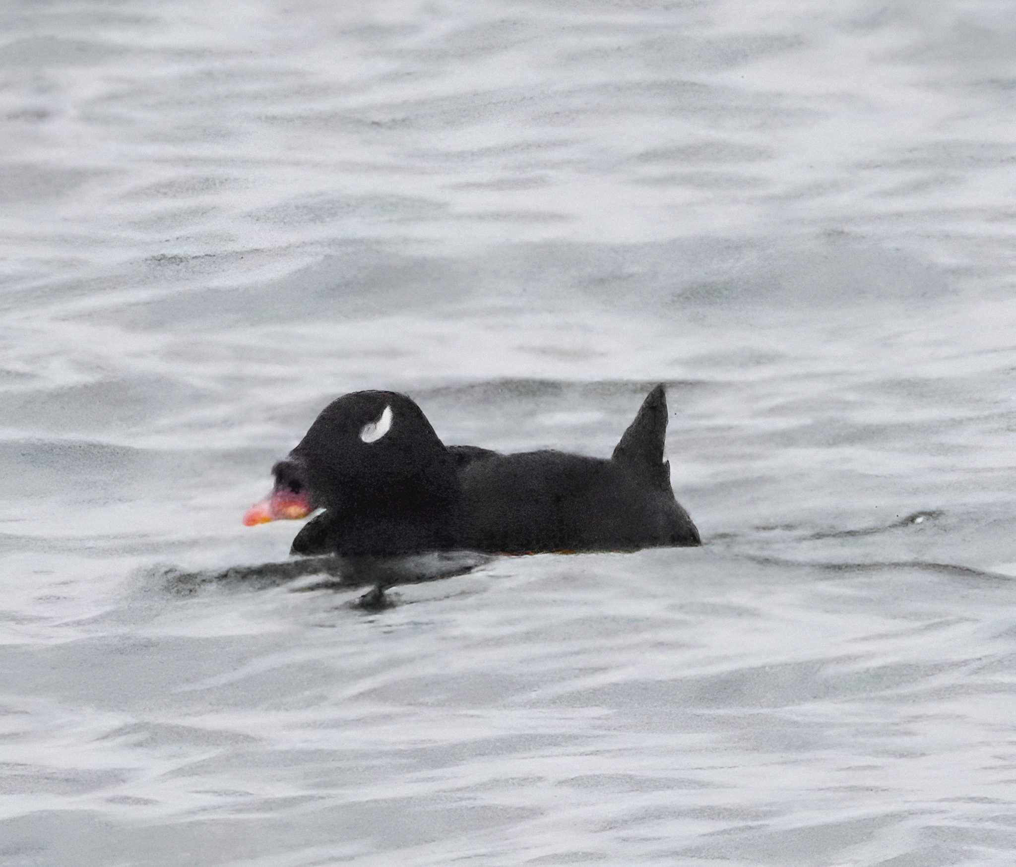 ふなばし三番瀬海浜公園 ビロードキンクロの写真 by 鳥見に夢中❤️