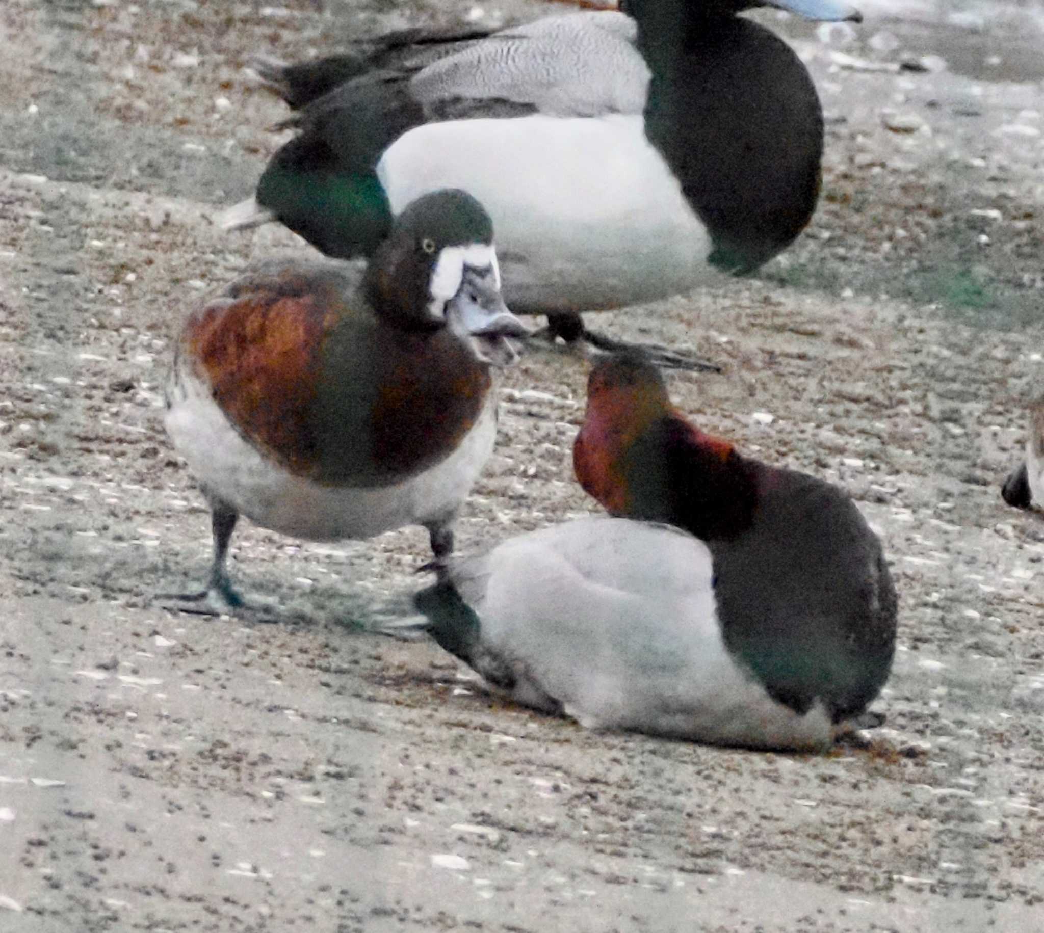 ふなばし三番瀬海浜公園 スズガモの写真 by 鳥見に夢中❤️