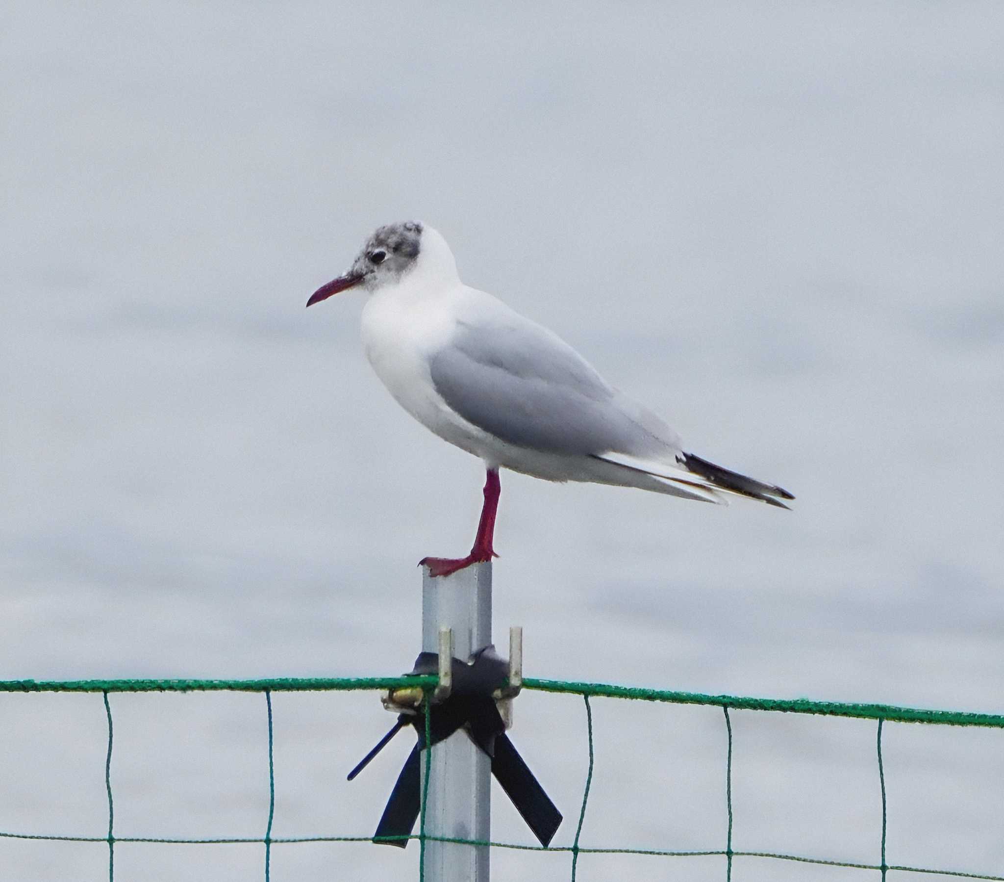 Black-headed Gull