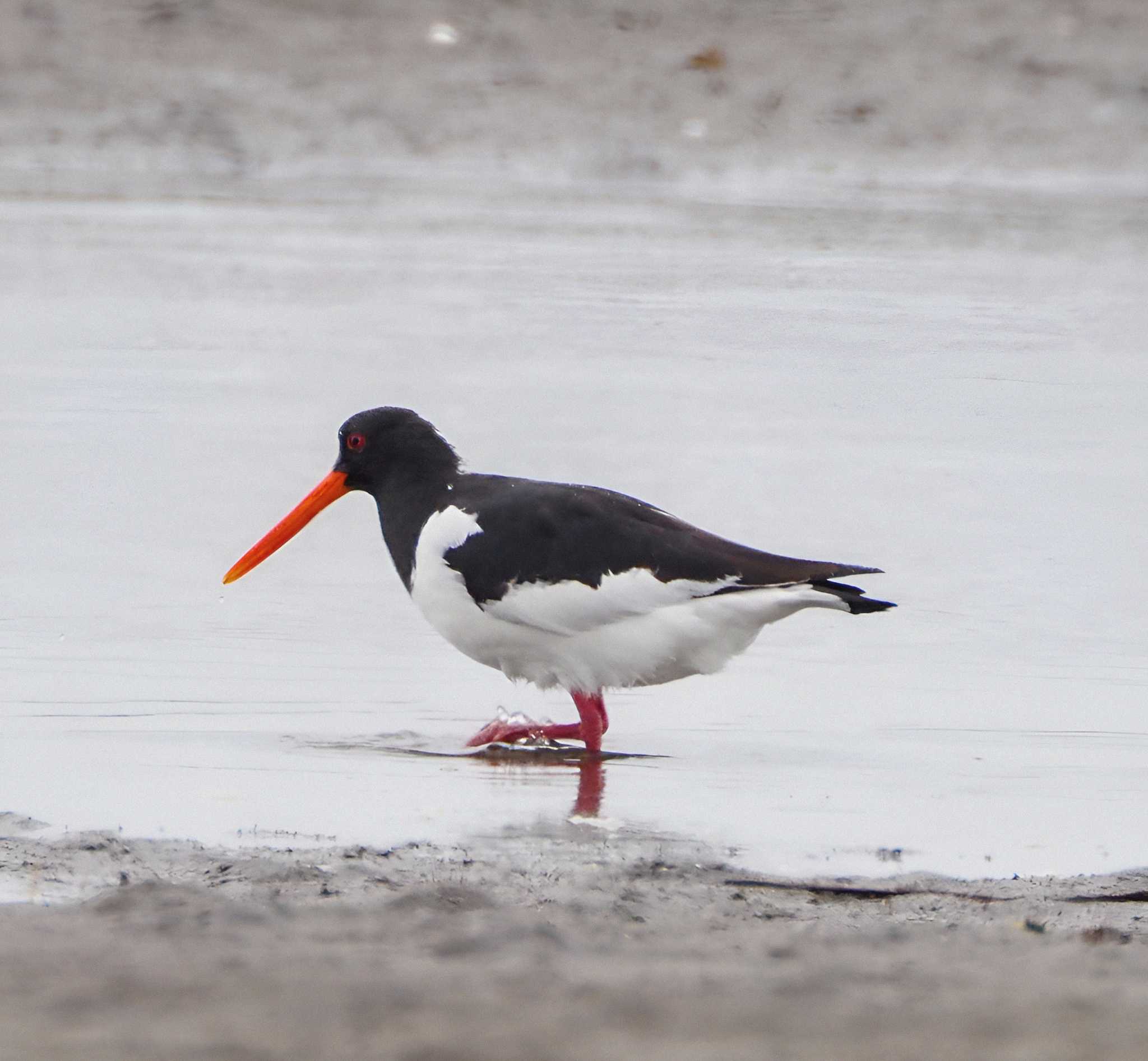 Eurasian Oystercatcher