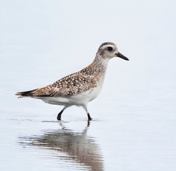 Grey Plover Sambanze Tideland Mon, 4/8/2024