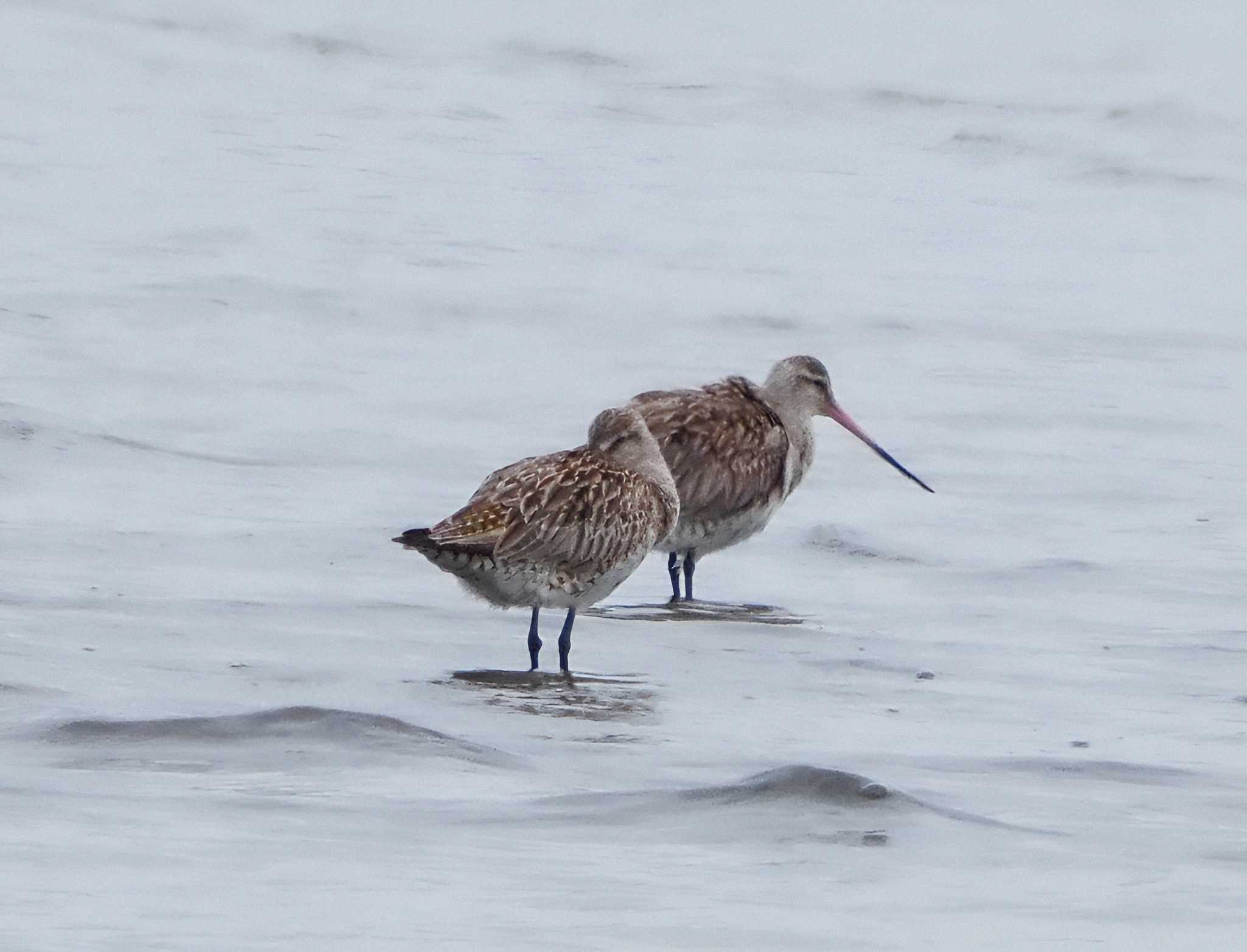 Bar-tailed Godwit