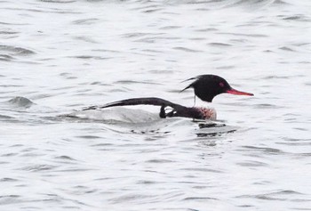 Red-breasted Merganser Sambanze Tideland Mon, 4/8/2024