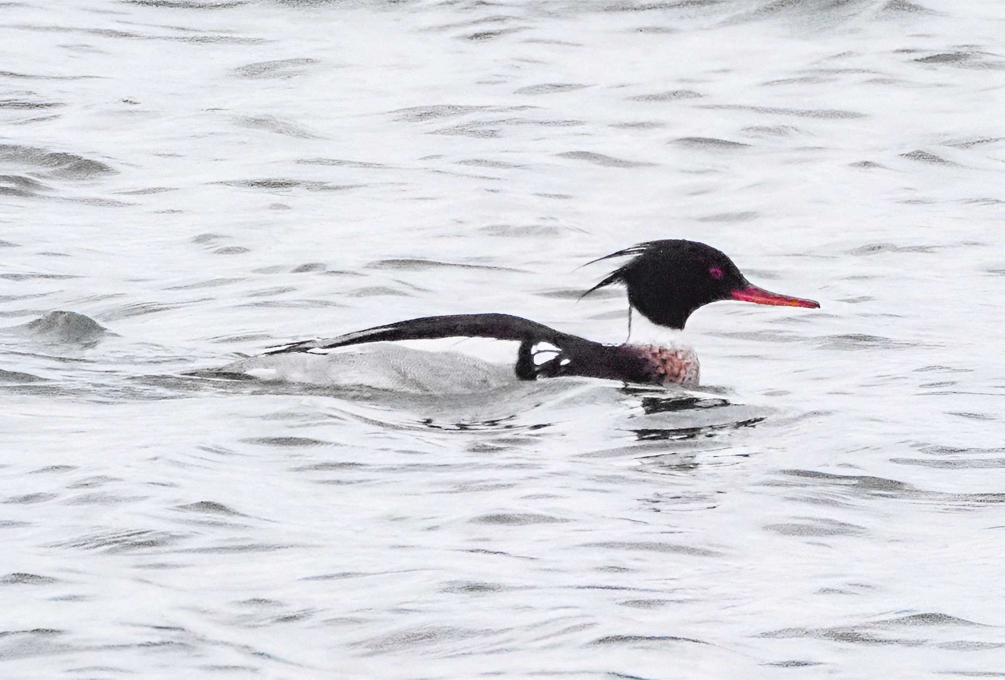 Red-breasted Merganser