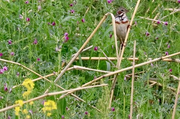 Chestnut-eared Bunting 埼玉県 Sat, 4/6/2024