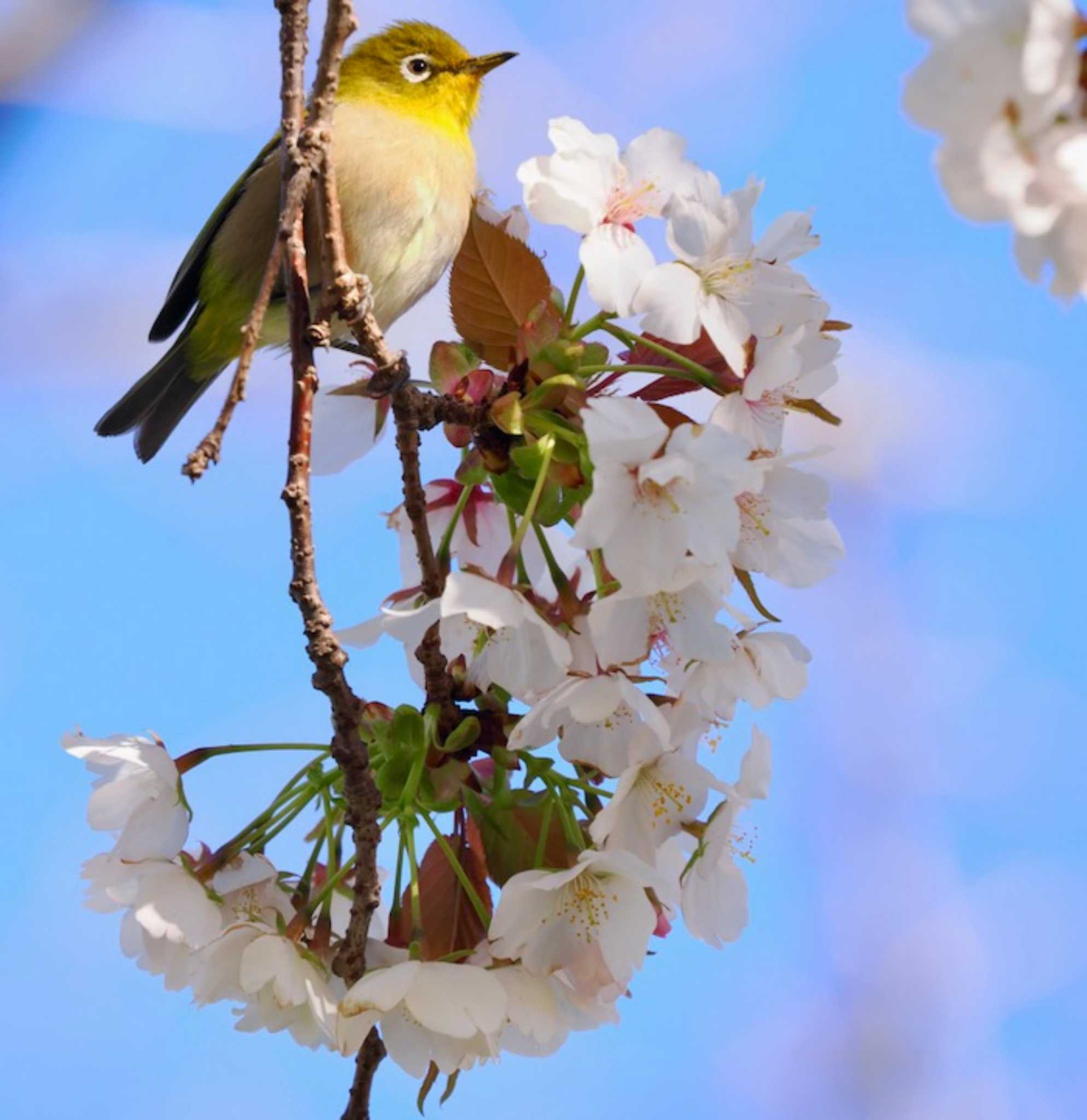 仁科川 メジロの写真 by okamooo