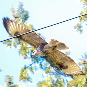 Eastern Buzzard 仁科川 Sat, 3/2/2024