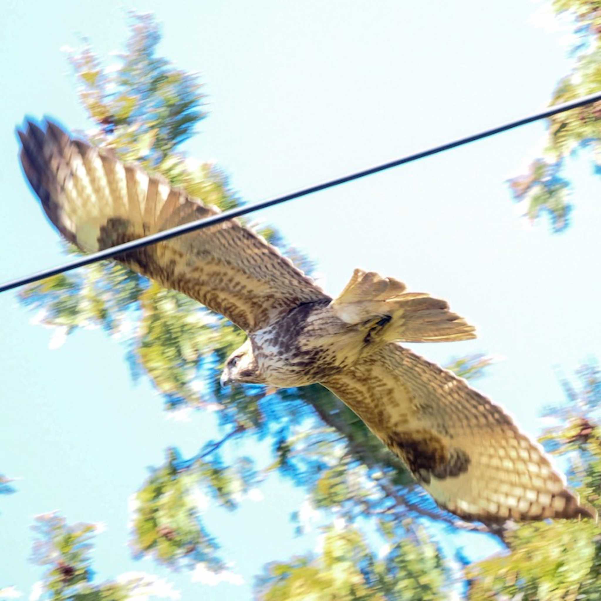 Photo of Eastern Buzzard at 仁科川 by okamooo