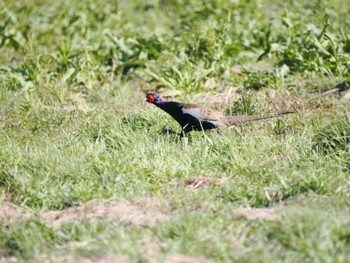 2024年3月2日(土) 仁科川の野鳥観察記録