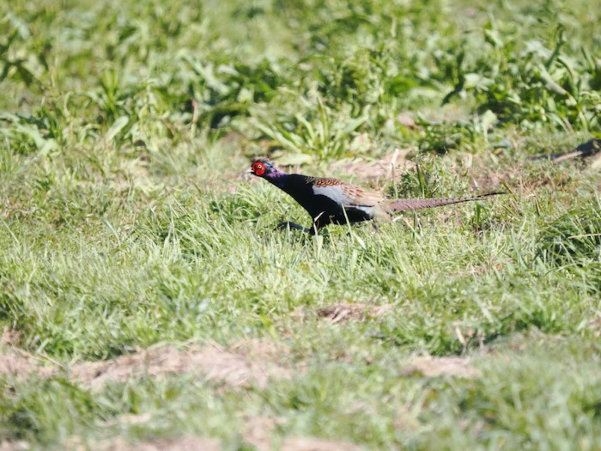 Green Pheasant