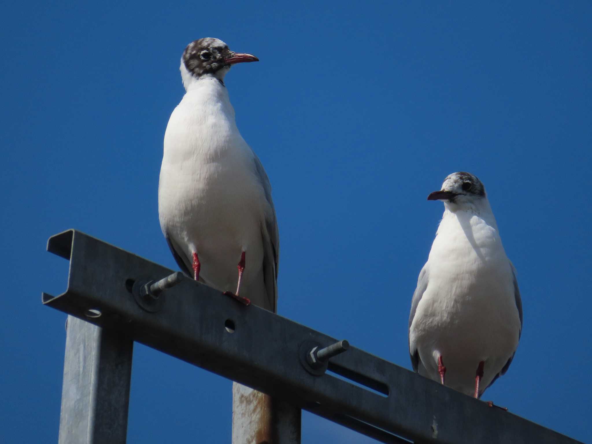 Photo of Black-headed Gull at Oikeshinsui Park by kou