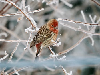 Pallas's Rosefinch 岡谷林道 Fri, 2/23/2024