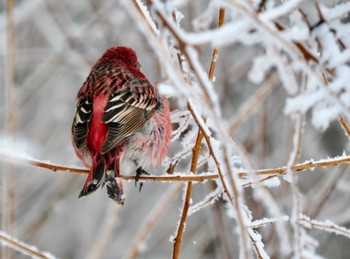 Pallas's Rosefinch 岡谷林道 Fri, 2/23/2024