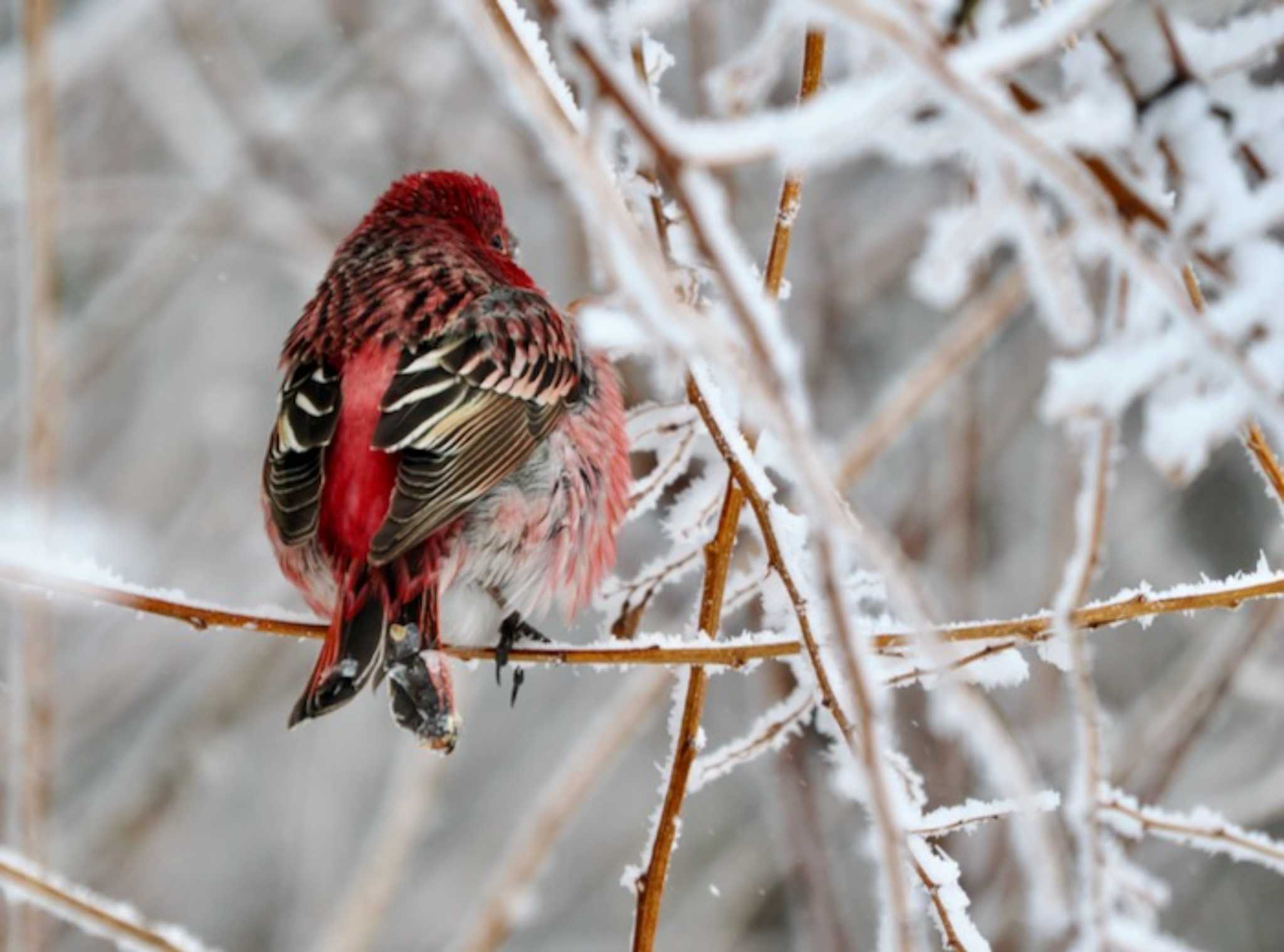 Pallas's Rosefinch