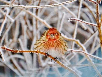 Pallas's Rosefinch 岡谷林道 Fri, 2/23/2024