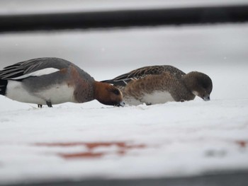 Eurasian Wigeon 岡谷林道 Fri, 2/23/2024