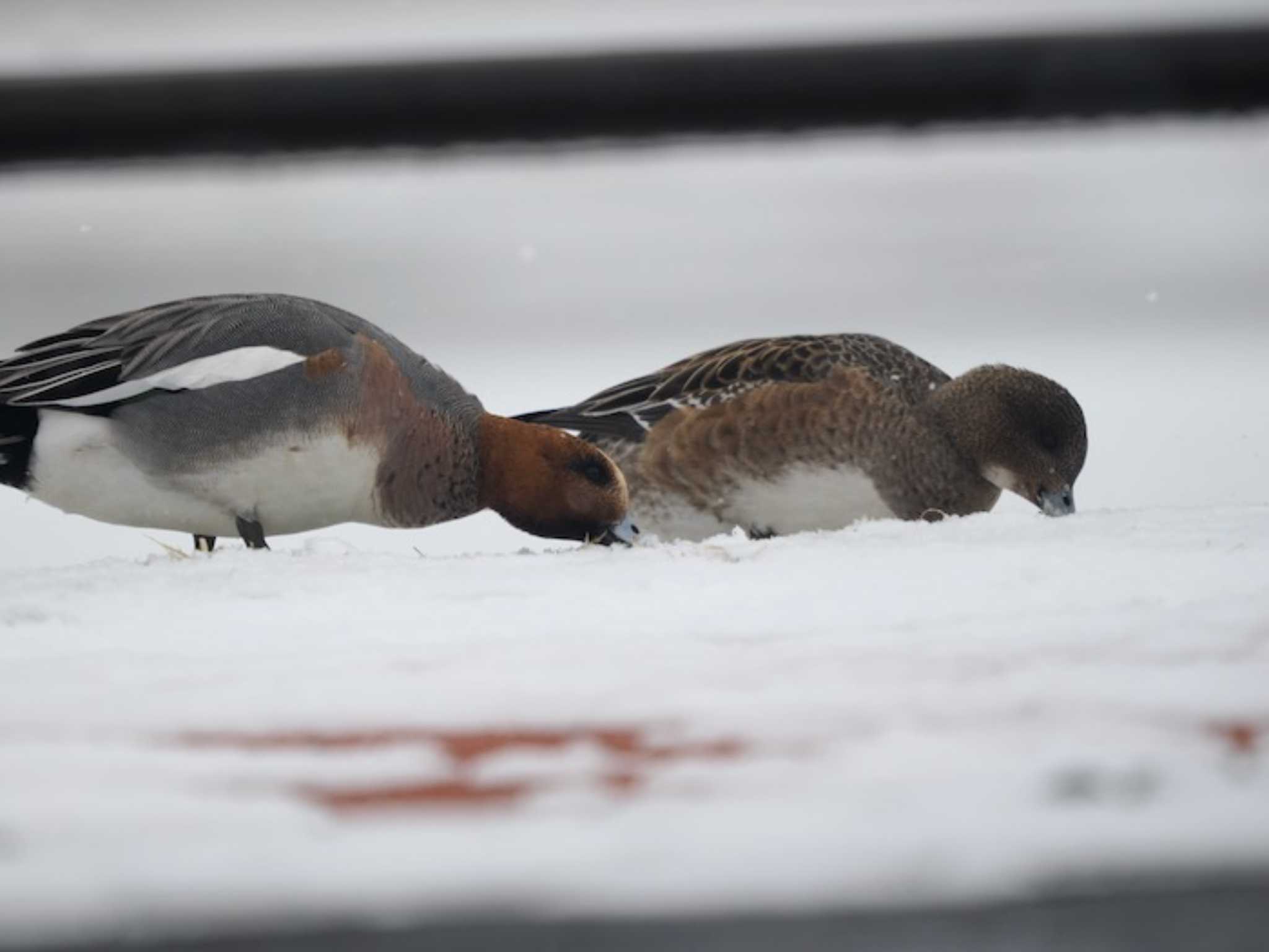 Eurasian Wigeon