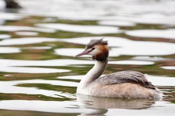 Great Crested Grebe 東京都 Sat, 4/6/2024