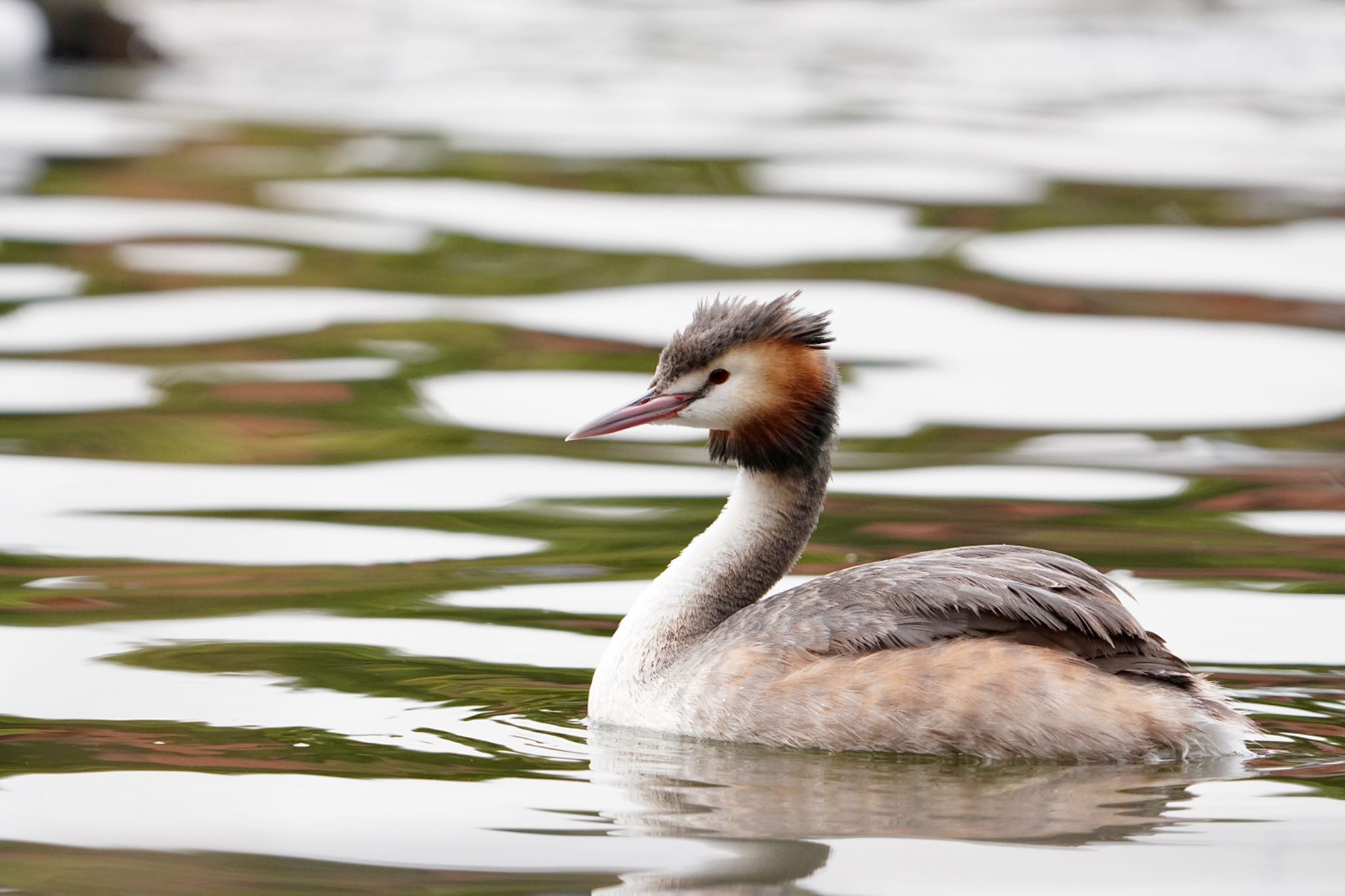 Photo of Great Crested Grebe at 東京都 by manu