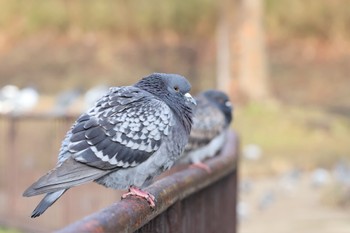 Rock Dove Kodomo Shizen Park Sun, 3/24/2024