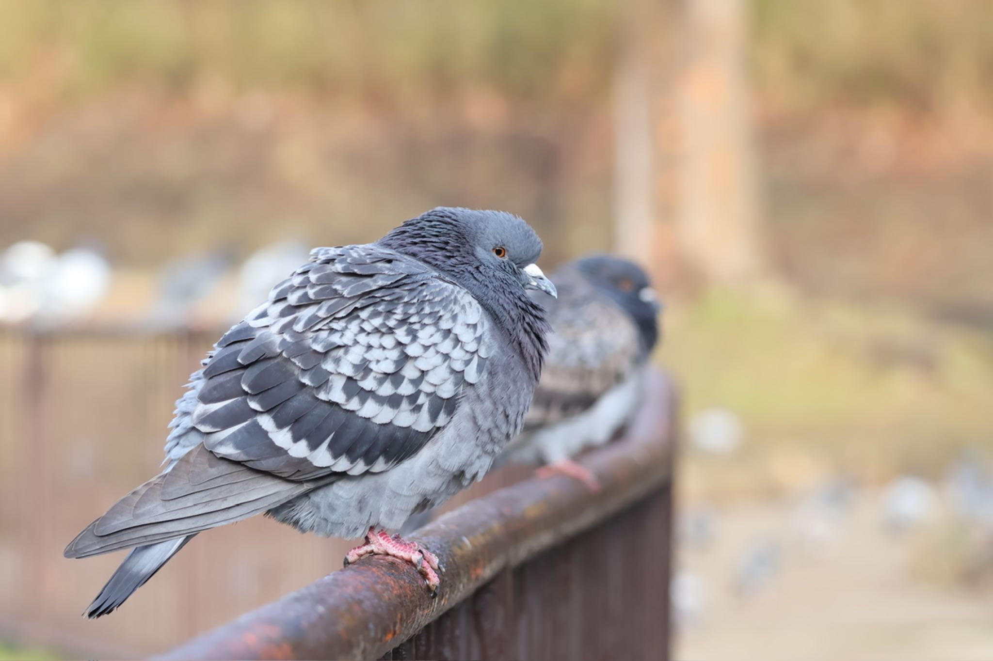 Rock Dove